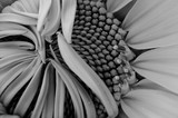 B&W Sunflower