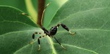 Interesting Little Insect