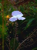 Beauty and the Weeds