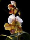 White Spotted Paphiopedelum Orchid