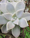Succulent