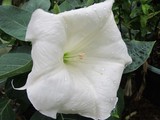 Moonflower