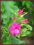 Click to View Image
