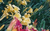 Day Lillies