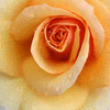 Click to view image