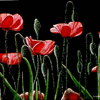 Click to view image