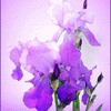 Click to view image