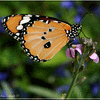 Click to view image