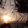Click to view image