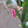Click to view image