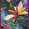 Click to view image