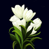Click to view image