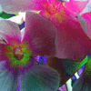Click to view image