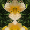 Click to view image