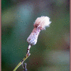 Click to view image