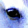 Click to view image