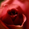 Random Image by Teresa Trant