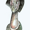 Click to view image