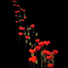 Click to view image