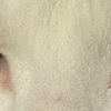 Click to view image