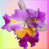 Click to view image