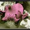 Click to view image