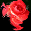 Click to view image