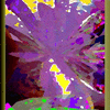 Click to view image