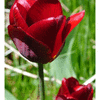 Click to view image