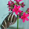 Click to view image