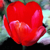 Click to view image
