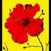 Click to view image