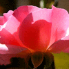 Click to view image
