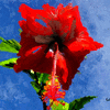 Click to view image
