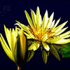 Click to view image