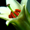 Click to view image