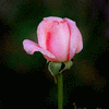Click to view image