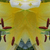 Click to view image