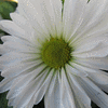 Click to view image