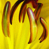 Click to view image
