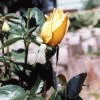 Rosebud