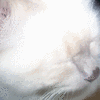Click to view image