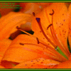 Click to view image
