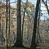Click to view image