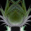 Click to view image