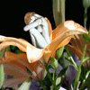 Click to view image