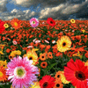 Click to view image