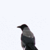 Click to view image