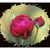 Click to view image