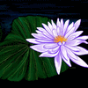 Click to view image